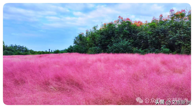 双节畅游新洲 | 粉的、紫的、金黄的…...新洲花海美成秋天童话！国庆假期来打卡~