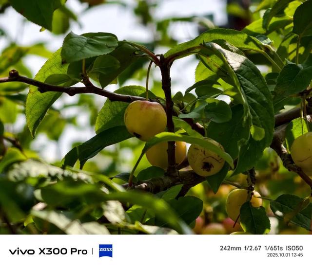 vivo X300系列评测：同级巅峰影像 出片易如反掌