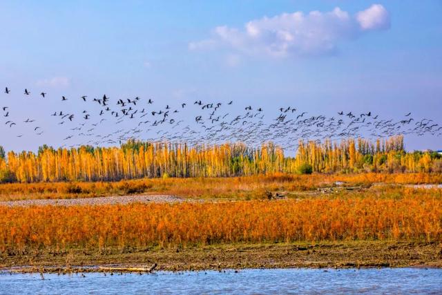 鸿雁带霜来，秋色始斑斓