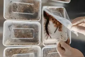 2023年，海关查获10只活体“巨人蜈蚣”，体型世界最大，有剧毒！图片