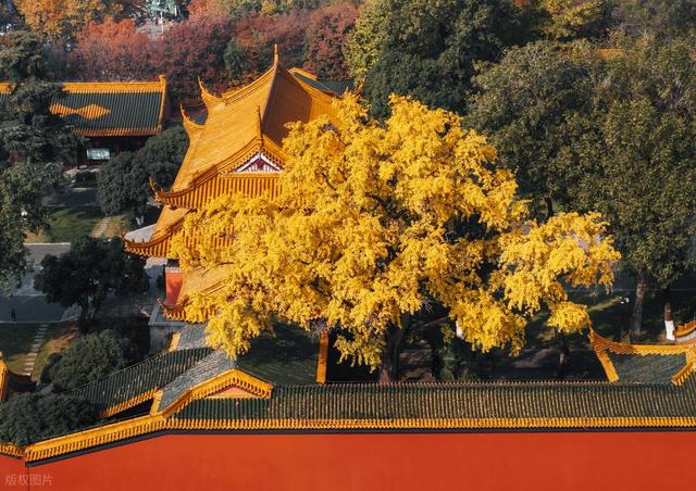又到了秋天，第一座旅游城市，肯定选择六朝古都——南京！