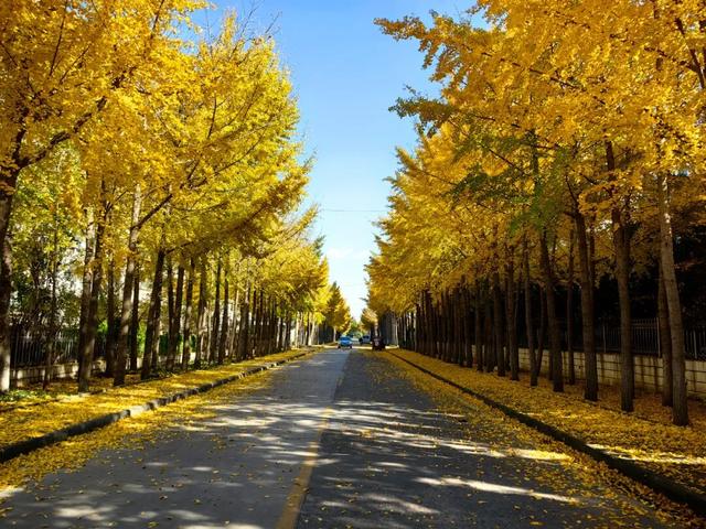 广饶初冬的仪式感来了！