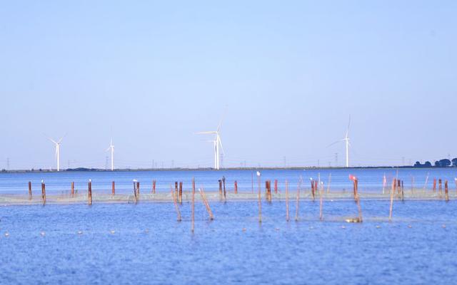 查干湖秋日限定：湖水映金树 雁鸭戏清波