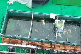 楼顶巨大鱼缸影响楼体安全，城管来了都没用？网友吵翻天图片