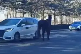 结局暖心！当一匹骏马上了马路→图片