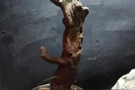 杂木盆景“性价比之王”黄荆：细芽初发身价高，不复当年柴火烧！图片