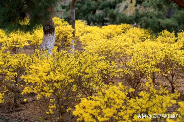 赤山的春天，是一场蓄谋已久的“花事”