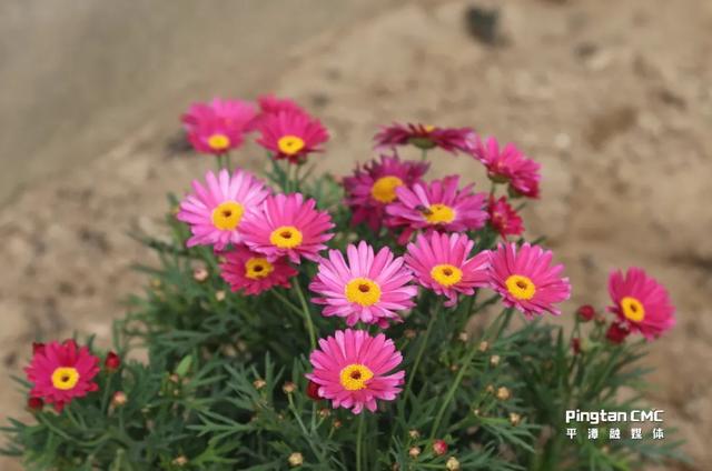 平潭百厝行丨深坞村41号，开在花河边的浪漫石厝