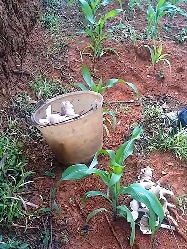 云南元江玉米地现大片鸡枞菌