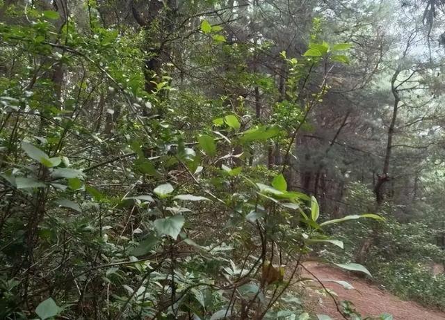 大理失踪男孩确认死亡！定位器比孩子先丢，生前最后露面照藏猫腻