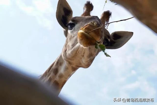 又美又可爱的西海岸!总要来一次!