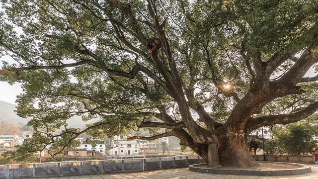 婺源唯一彩色油菜花开了！5个打卡点，周边好吃好玩住宿攻略来了