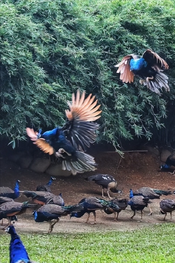 1条国道，全长10065公里，万千极致景观！50+自驾达人的终极梦想