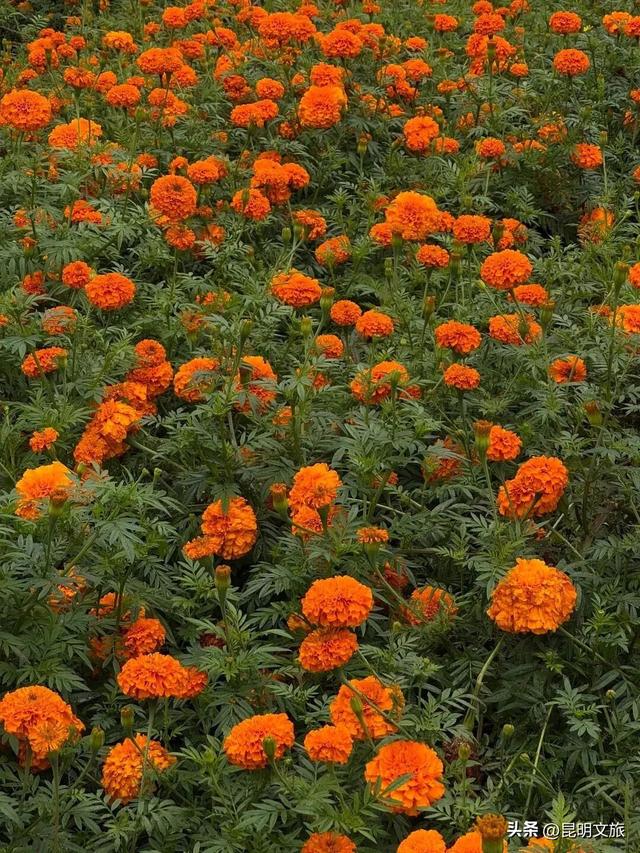 服了！油画感“橘子花海”美惨了！这处免费打卡宝地快冲