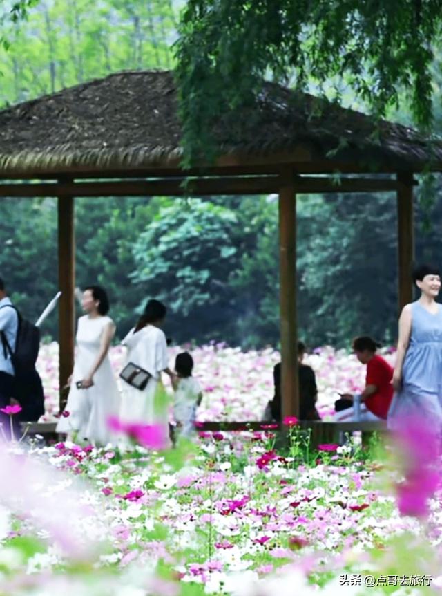 成都邛窑遗址公园，藏着格桑花海，壮观惊艳令人称奇，不要门票！