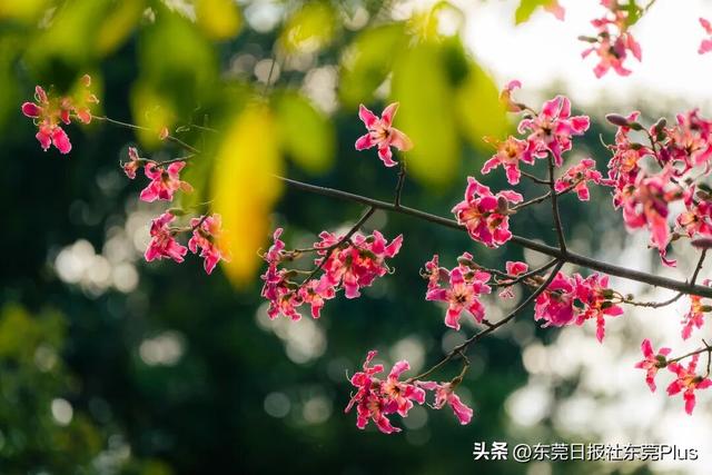 周末走起！东莞限定款“粉色花海”上线→