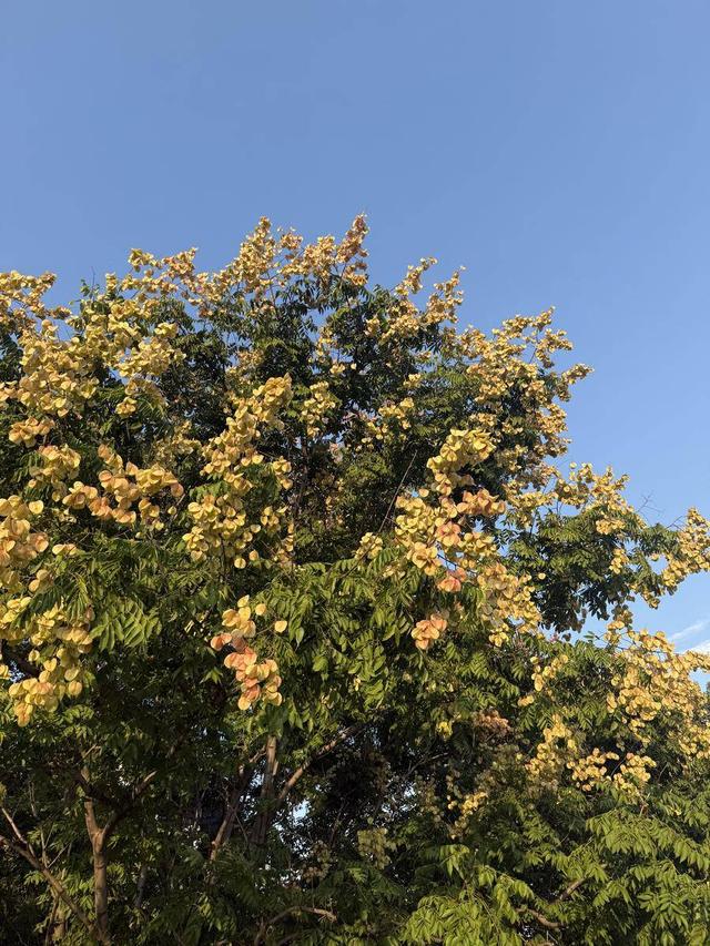 一棵树的颜色就是一整个秋天！合肥“栾树天桥”成打卡热点