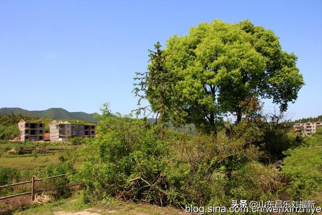 我的乐安流坑古村“寻古”之旅[八]（江西之旅第七十八篇）