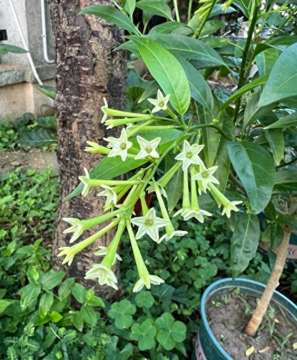 阴花不能进阳宅！这5种花“打死”也不养，家里若有？快挪走！
