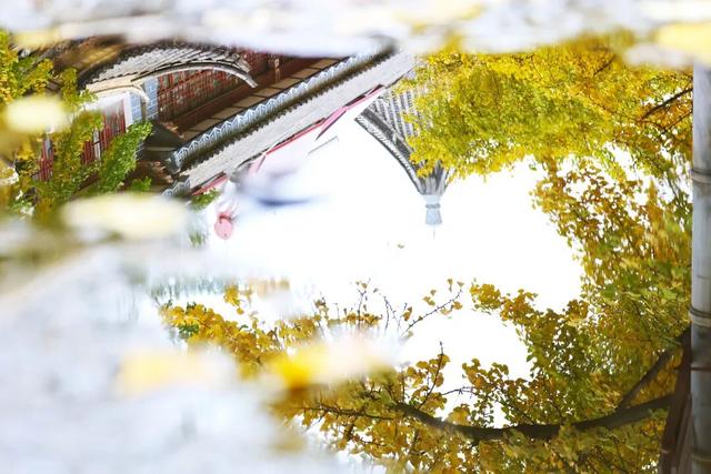 大理古城“金”彩上线！