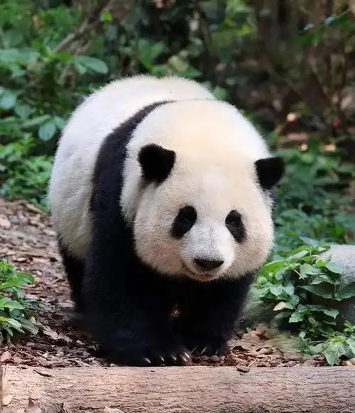 长江以南首次发现，2014年云南村民打死一只，扒皮、肢解还取胆