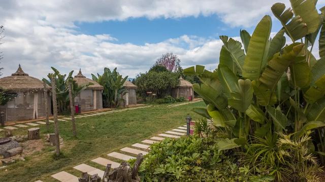 昆明市区冬樱花树下连猪都能自由奔跑的世外桃源