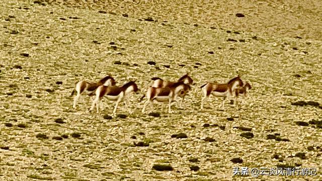 无阿里不西藏！穹隆银城，古象雄璀璨文明与亿万年自然伟力的融洽