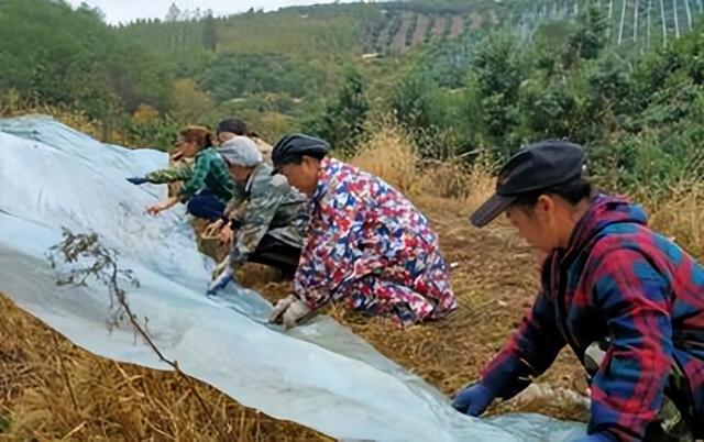 极端气候逼农民抢收！降温是紧铃非重锤！冬小麦咋种？