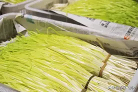 深州黄韭——中国特色农产品图片