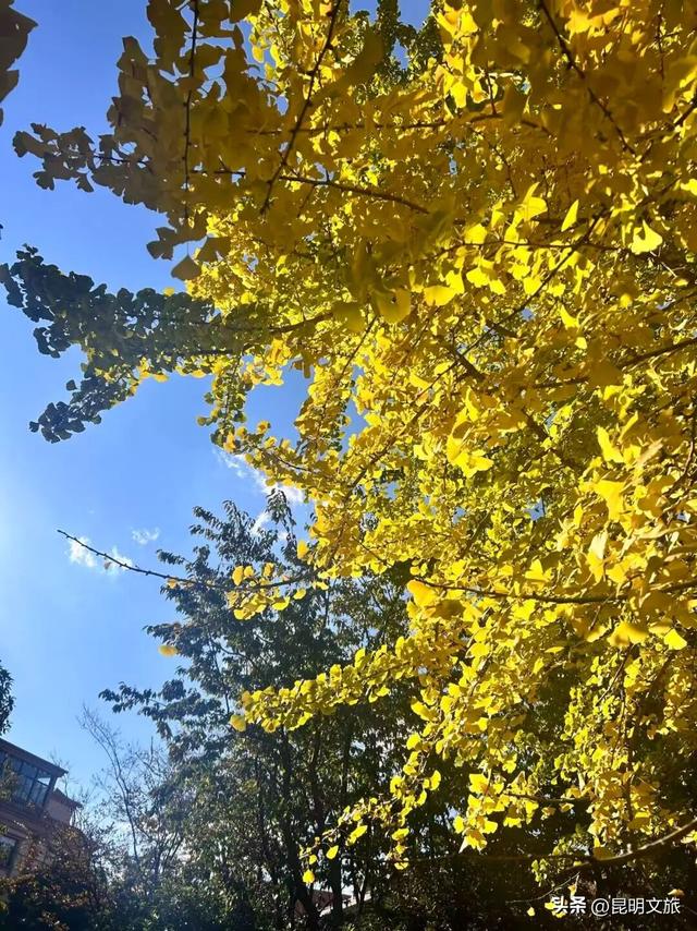 美爆！美爆！超全攻略！超出片！🤳昆明银杏黄金倒计时，抓紧时间冲~