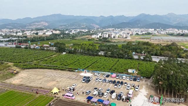 贵港这片格桑花海盛放,超出片!