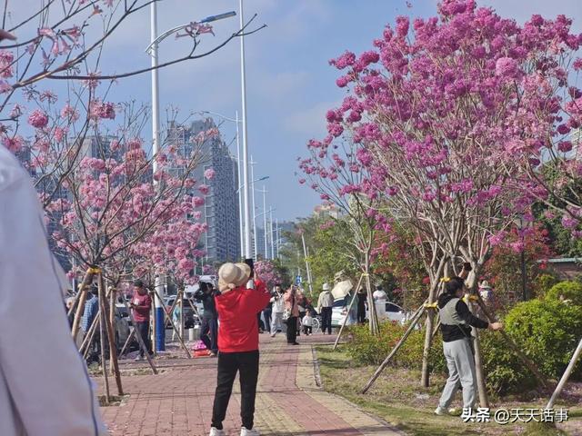 赏花、遛娃好去处，这个口袋公园成为了北海市冬日人气公园