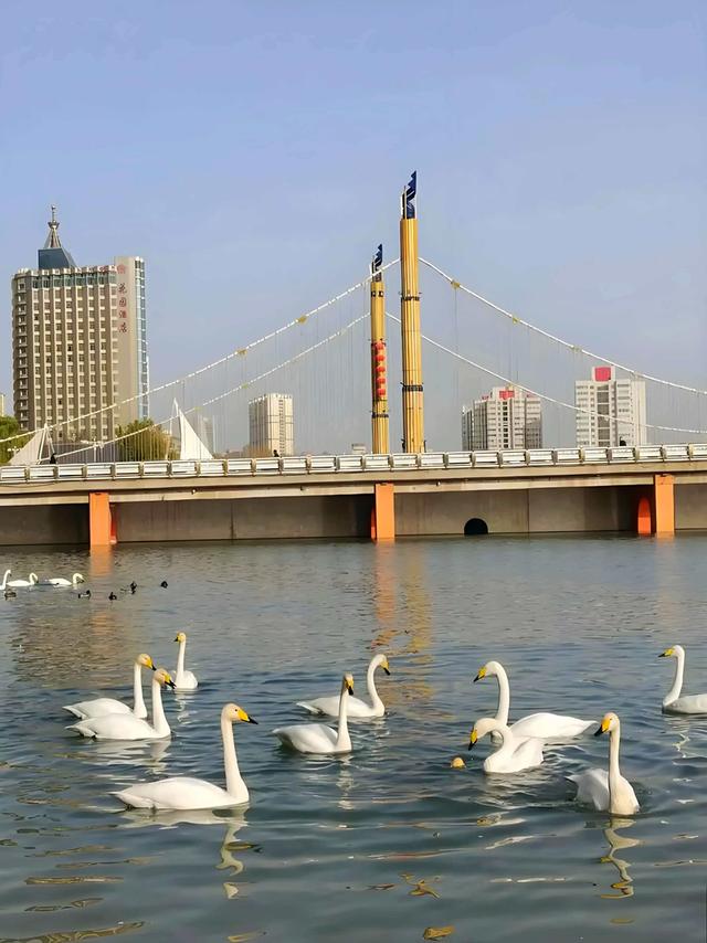 梨城“库尔勒”