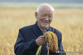 新绛县龙兴镇娄庄村的千亩水稻开镰收割图片