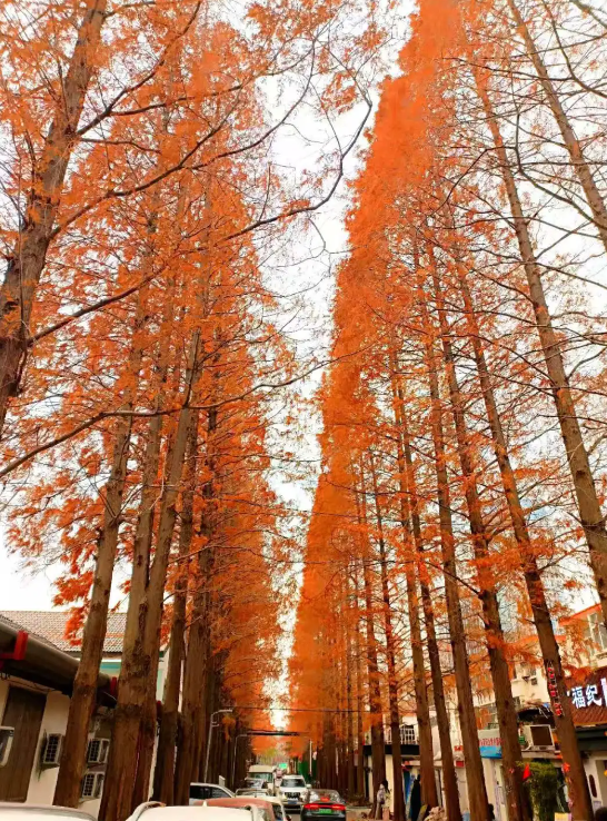 临沂「红杉」「红枫」浓度拉满，出片率100%