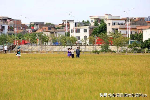 上班暂停，来东莞看稻田吧！