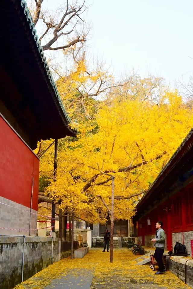 博物馆秋之旅｜本周安排！大觉寺银杏今日实况——