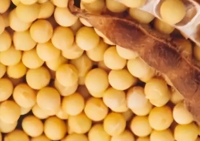 趁火打劫！巴西大豆对华猛涨价，买家集体暂停订单，静待2个时机