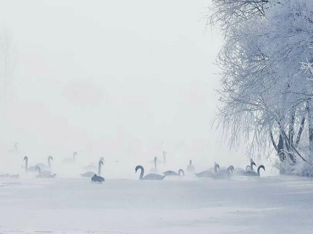 伊宁天鹅泉湿地公园：冬日里的生态诗画