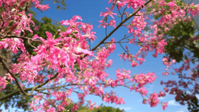 周末走起！东莞限定款“粉色花海”上线→