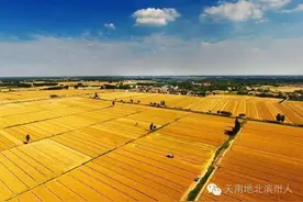 李文秀纪实散文：那年麦收时图片