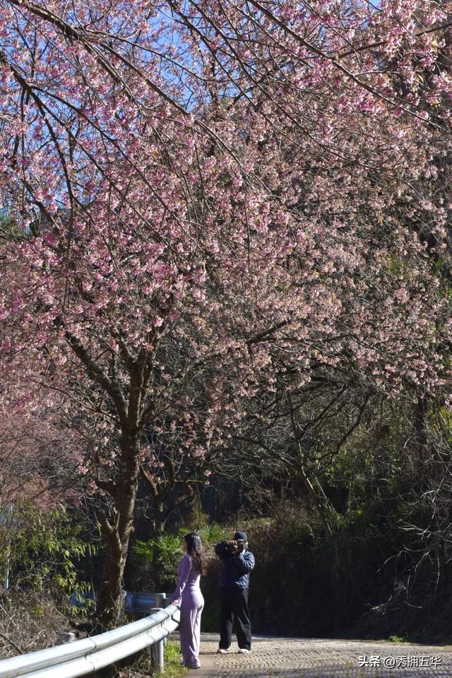 冬日美景在五华｜在暖冬赴一场粉色的冬樱花之约