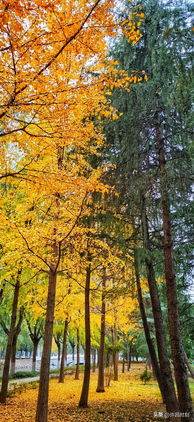 秋去韵留！许昌秋景余韵动人