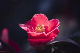 山东调整2025年企退人员丧葬抚恤金标准，最低涨至4.96万元图片