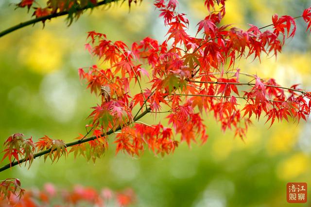 一“叶”知冬来！漫步仿古园林，解锁初冬浪漫