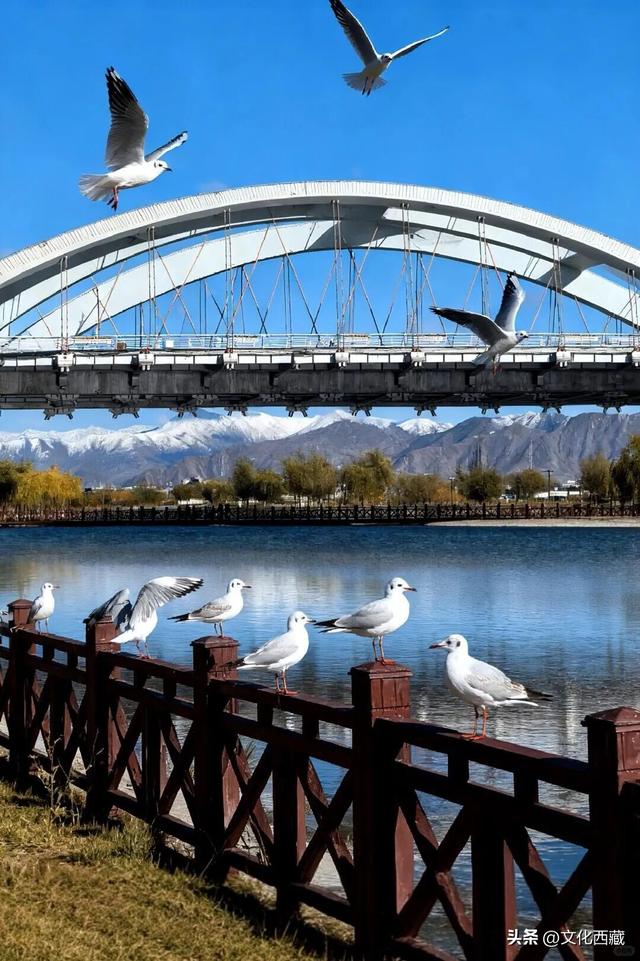 接下来，拉萨的冬天美哭你！