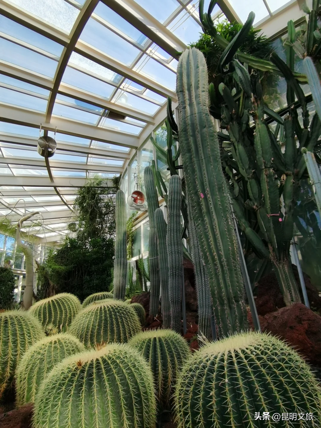 初冬出片C位！昆明这个地方必须榜上有名，周末抓紧冲~