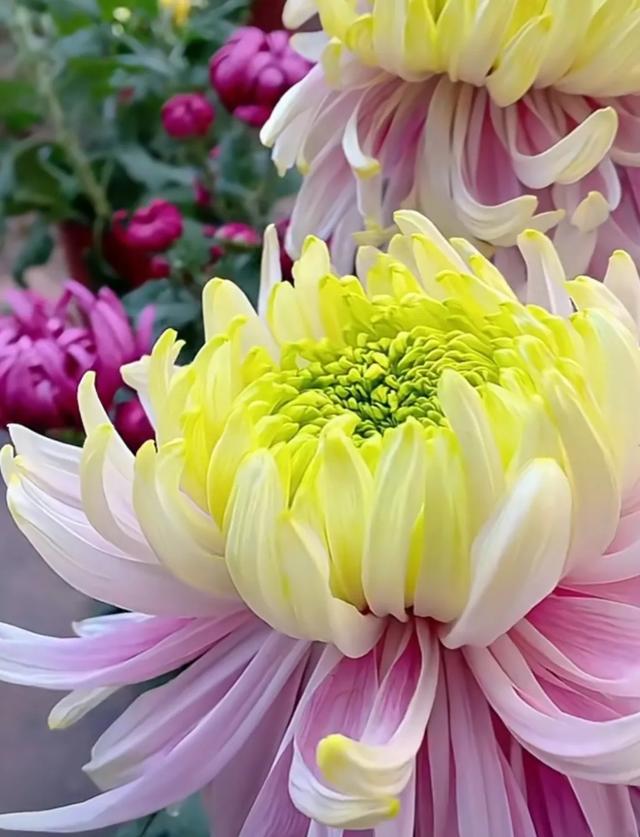菊花