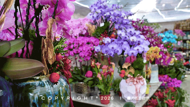 “马”上逛花街！珠海20年老花市焕新登场，新春打卡攻略速收！