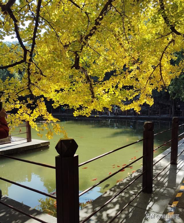 以我4次经历，带你打卡北京香山，北京的朋友请补充